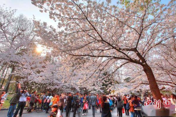 蔷薇与椿苹果版
:南京迎浪漫“樱花季”：“追花人”进校园向春而行