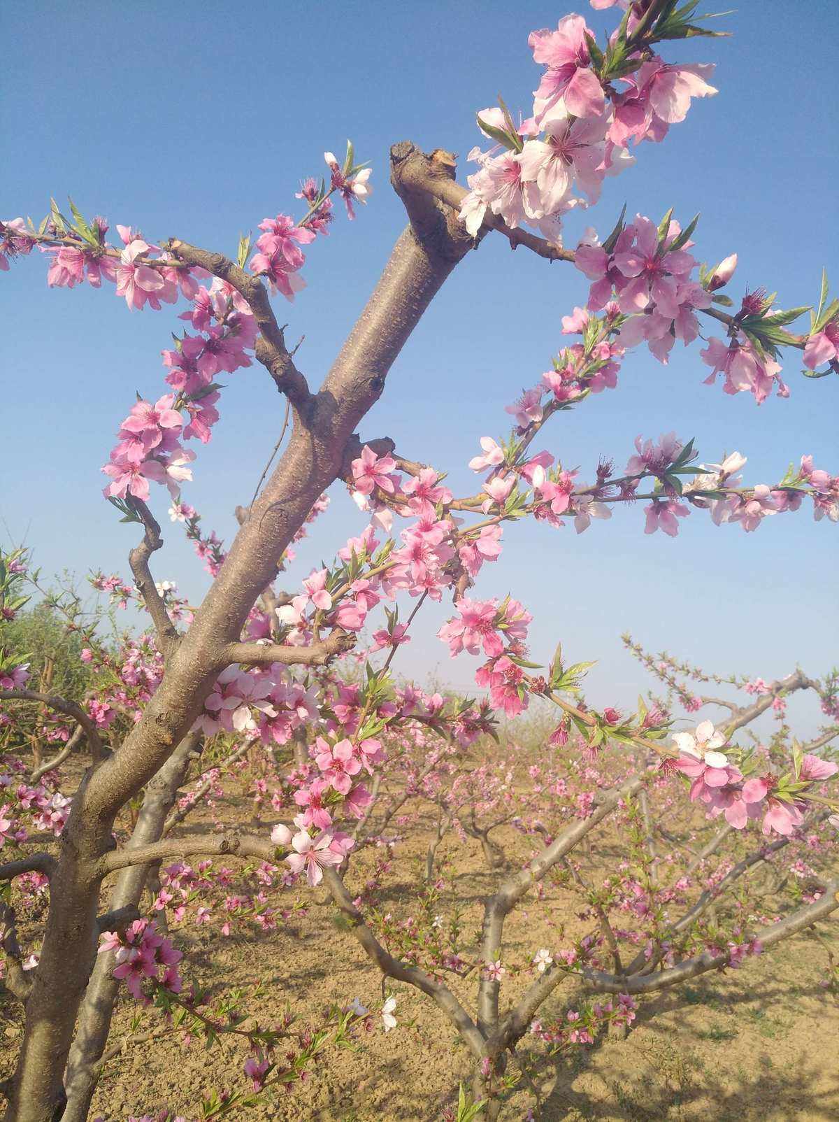 桃花缘苹果版桃花源记苹果模拟器