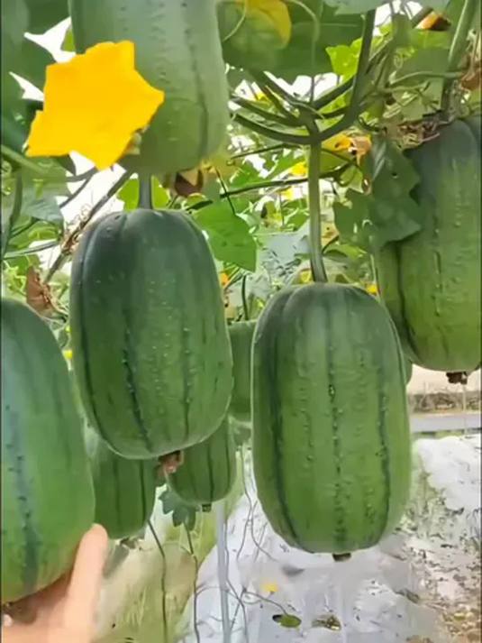 丝瓜苹果版免费下载(丝瓜app苹果下载免费下载丝瓜)-第3张图片-有道翻译官网